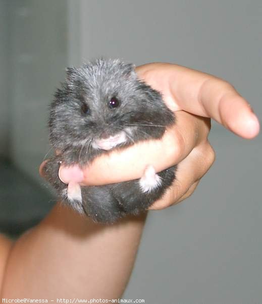 Photo de Hamster