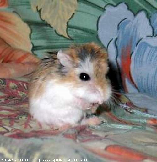 Photo de Hamster