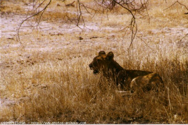 Photo de Lion