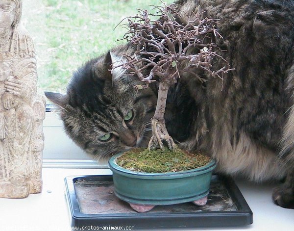 Photo de Chat domestique