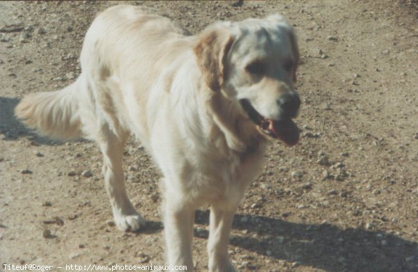 Photo de Golden retriever