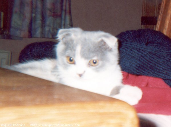 Photo de Scottish fold