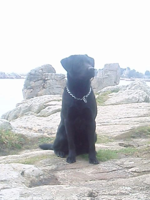 Photo de Labrador retriever