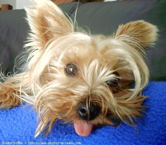 Photo de Yorkshire terrier