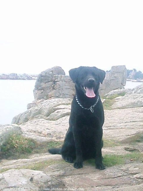 Photo de Labrador retriever