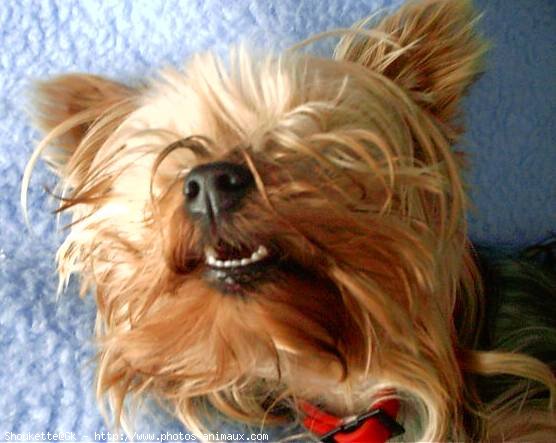 Photo de Yorkshire terrier