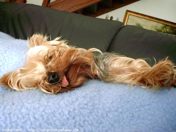 Photo de Yorkshire terrier