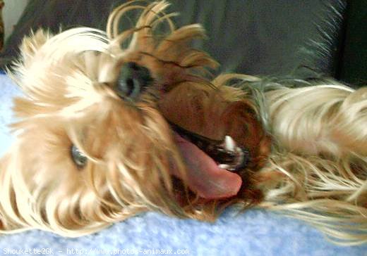 Photo de Yorkshire terrier