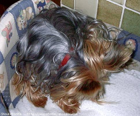 Photo de Yorkshire terrier