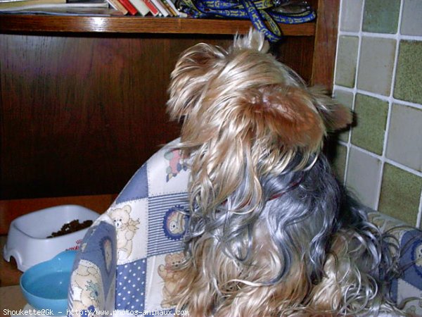 Photo de Yorkshire terrier