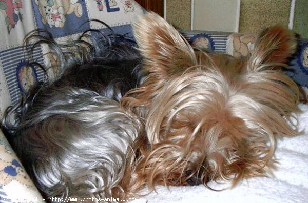 Photo de Yorkshire terrier