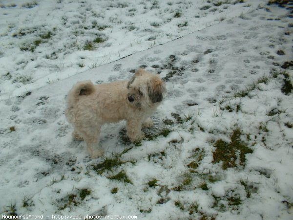 Photo de Lhassa apso