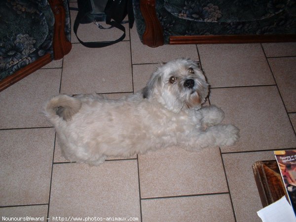 Photo de Lhassa apso