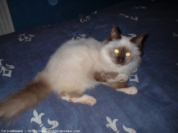 Photo de Sacr de birmanie