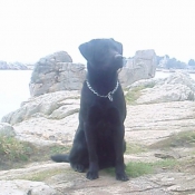 Photo de Labrador retriever