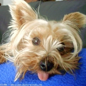 Photo de Yorkshire terrier