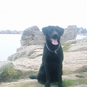 Photo de Labrador retriever