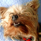 Photo de Yorkshire terrier