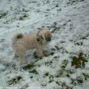 Photo de Lhassa apso