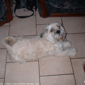 Photo de Lhassa apso