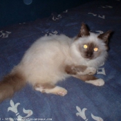 Photo de Sacr de birmanie