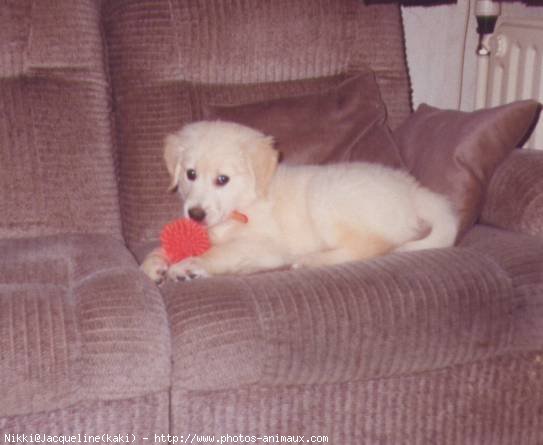 Photo de Golden retriever