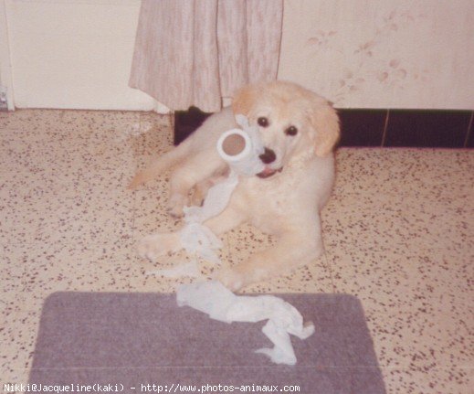 Photo de Golden retriever