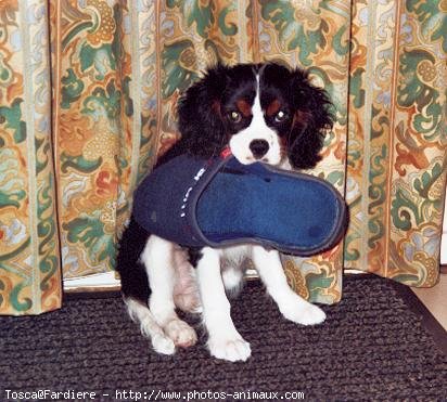 Photo de Cavalier king charles spaniel