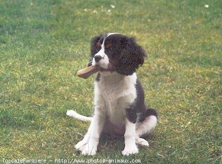 Photo de Cavalier king charles spaniel