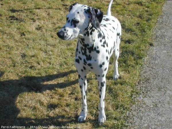 Photo de Dalmatien