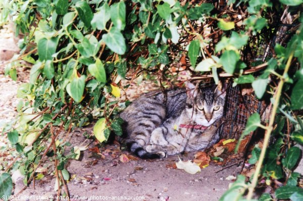 Photo de Chat domestique