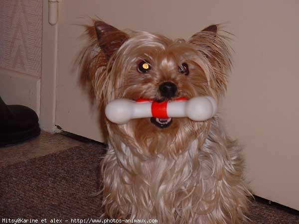 Photo de Yorkshire terrier