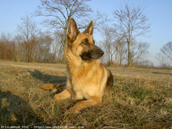 Photo de Berger allemand  poil court