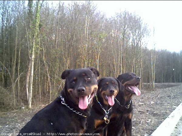 Photo de Rottweiler