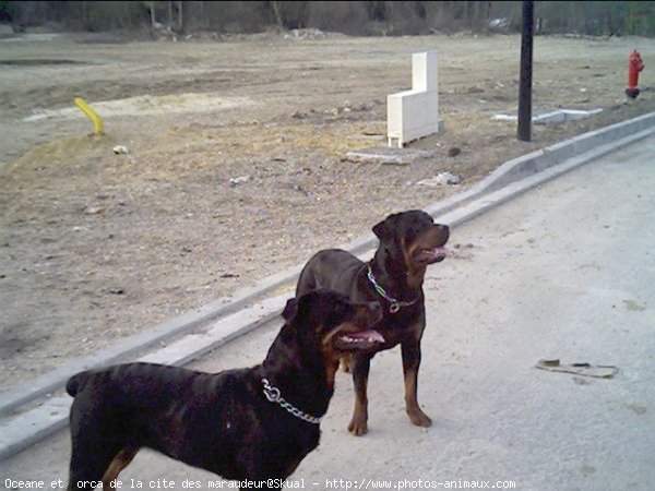 Photo de Rottweiler