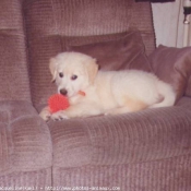 Photo de Golden retriever