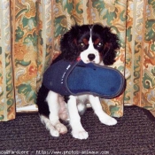 Photo de Cavalier king charles spaniel