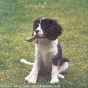 Photo de Cavalier king charles spaniel