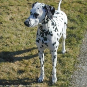 Photo de Dalmatien