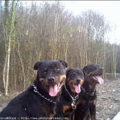 Photo de Rottweiler