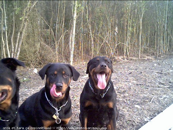 Photo de Rottweiler