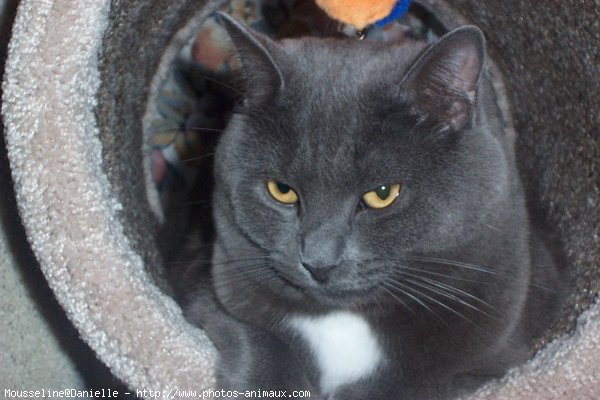 Photo de Chartreux