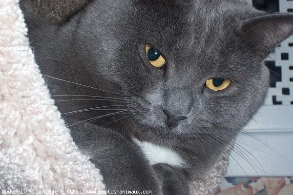 Photo de Chartreux