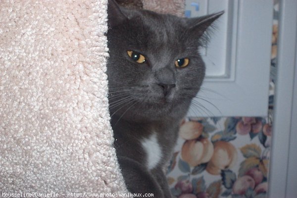 Photo de Chartreux