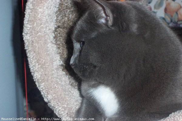 Photo de Chartreux