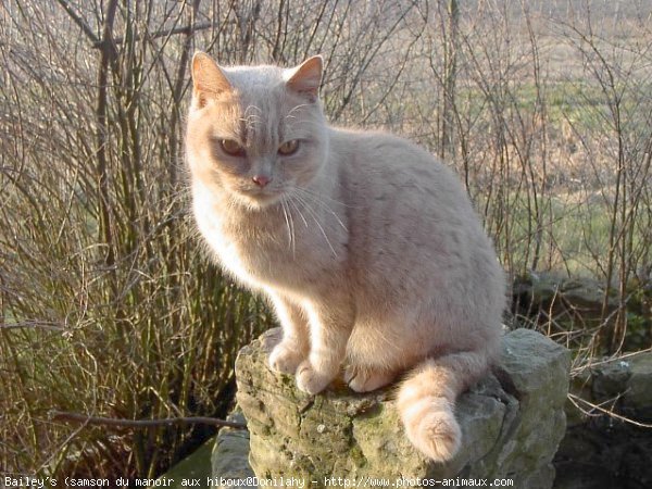 Photo de British shorthair