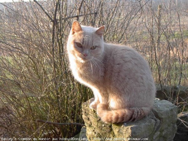 Photo de British shorthair