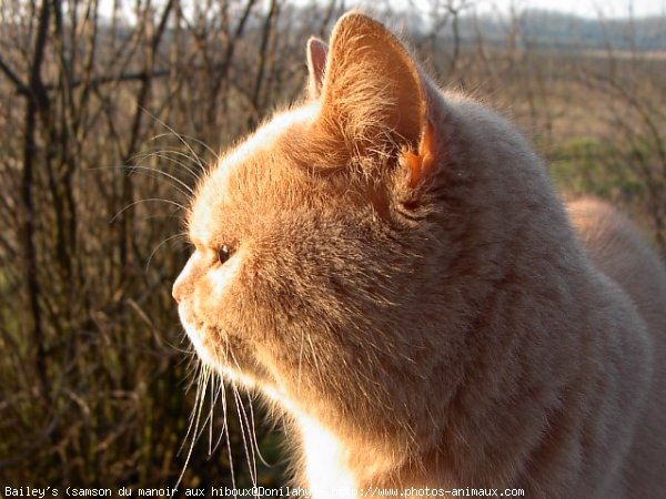 Photo de British shorthair