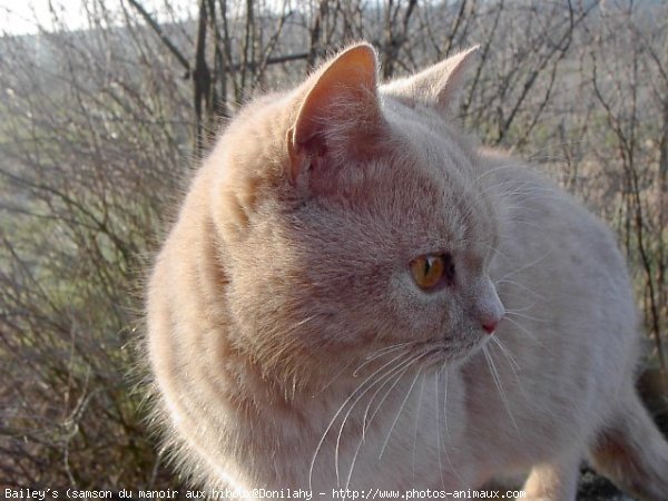 Photo de British shorthair