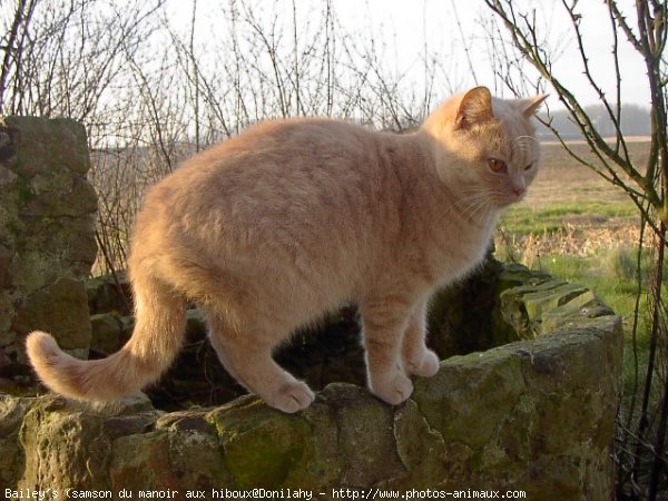 Photo de British shorthair